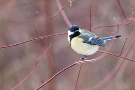 在一个分支上 titmouse