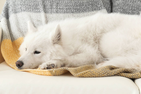 可爱的萨摩耶狗躺在柔软的毯子上。完美的睡眠场所
