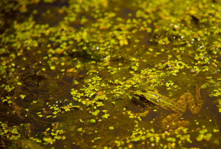 在沼泽地上的青蛙