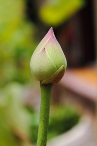 含苞的莲花图片