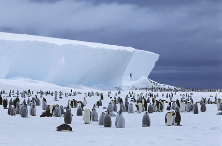 皇帝企鹅和冰山图片