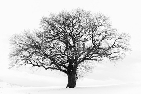 寂寞的冬天树