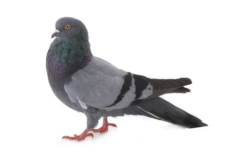 灰鸽子照片