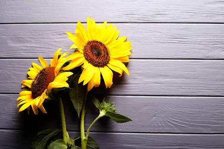 一个向日葵图片