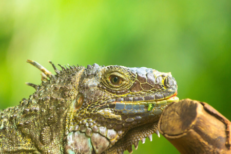 lguana