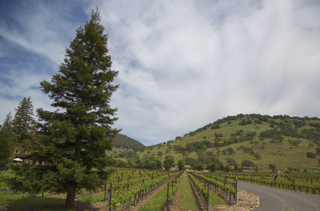 典型景观与葡萄种植区的纳帕谷葡萄酒中的行