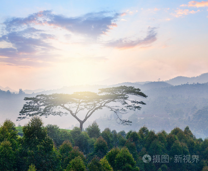 高清太阳大山大树照片图片