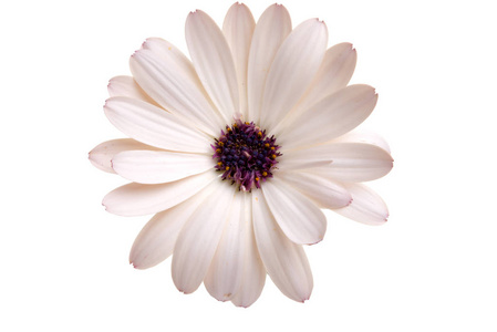 美丽的 osteospermum 或非洲菊花花白色隔离