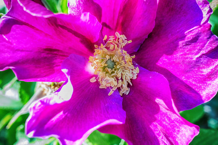 紫色野生玫瑰花的宏观照片