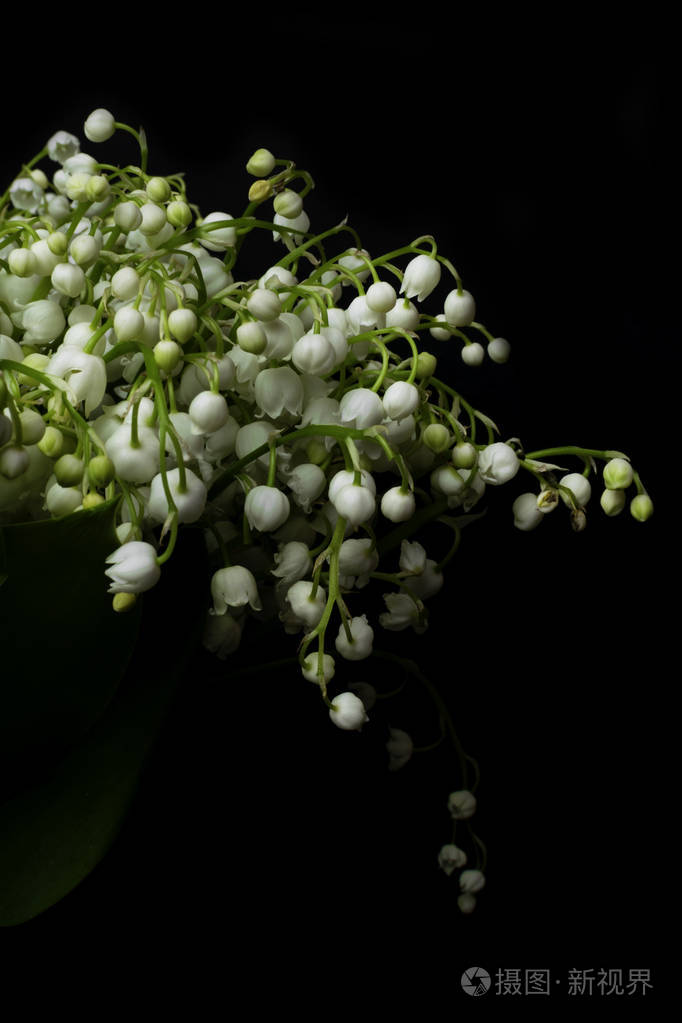 可能是黑色背景上的百合.选择性对焦