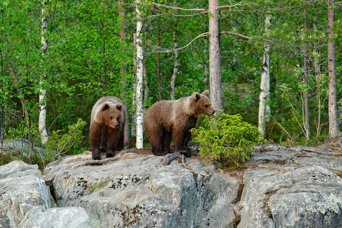 两个贝贝棕色动物在自然森林和草甸栖息地.来自芬兰的野生动物场景.