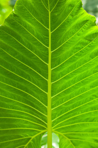 热带植物绿叶背景纹理垂直