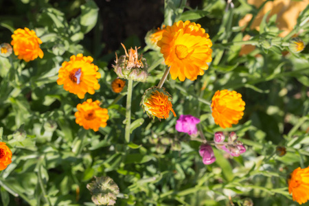在一个非常阳光明媚的日子7月在德国南部, 你会看到细节和颜色的单一特写镜头小屋乡村花在花园的氛围农舍与伟大的橙色红色, 粉红色和
