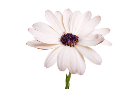 美丽的 osteospermum 或非洲菊花花白色隔离