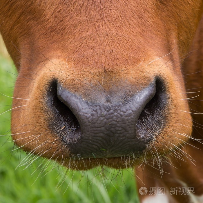 牛鼻子喷气的图片图片