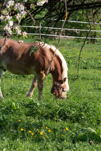 haflinger 马在春天苹果树开花绿色领域