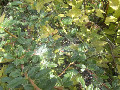 绿灌木上蜘蛛网的细节