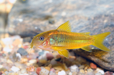 Corydoras 鱼