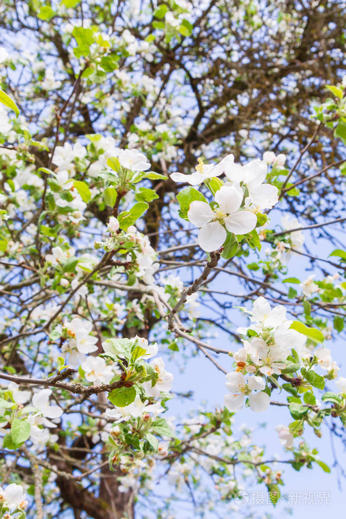 在晴朗的天气里苹果树在春天开花
