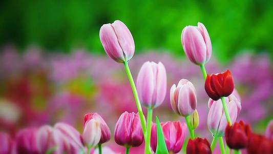 美丽的粉红色郁金香在庭院自然背景