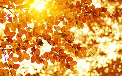 秋天的落叶，在太阳上