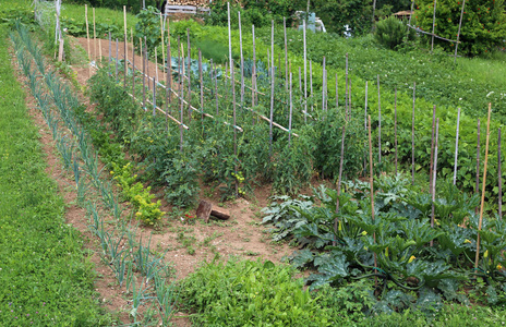 夏季番茄与西葫芦栽培大菜园