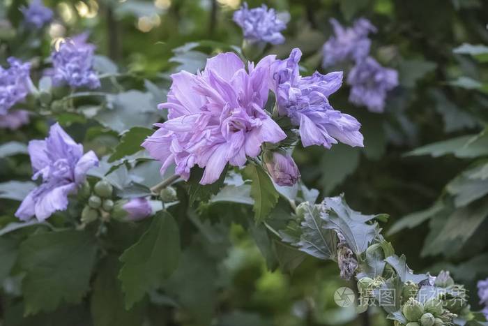 在花园里盛开的粉红色芙蓉