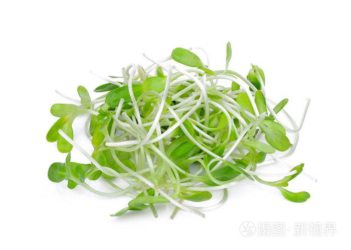 白色背景的鲜绿色幼向日葵芽照片 正版商用图片09jpll 摄图新视界 白色背景的鲜绿色幼向日葵芽照片 正版商用图片09jpll 摄图新视界