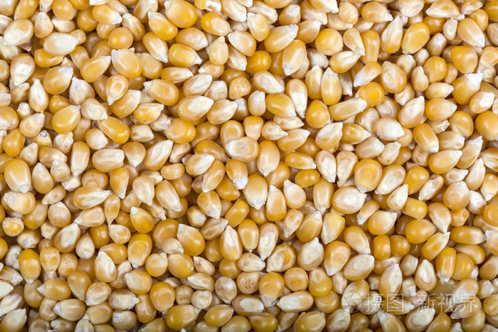 玉米籽粒的特写照片-正版商用图片09jqug-摄图新视界