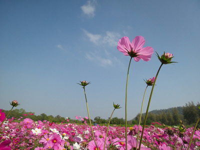 粉色波斯菊花卉