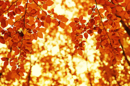 秋叶在模糊的自然背景。浅对焦。秋季博凯