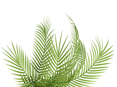 凤尾竹热带植物プラーク照片