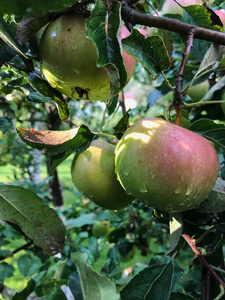 苹果在夏天成熟于树上。有机食品。样式顶部视图组对象