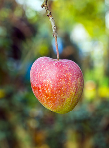 熟透的苹果挂在树上在花园里