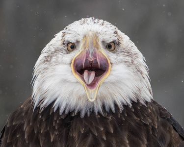 一个尖叫秃鹰的正面肖像对斑驳灰色背景与下降的雪