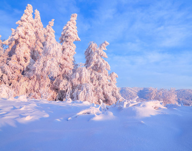 好的扭曲的树木覆盖着浓厚的雪层照亮玫瑰色的夕阳在美丽的冬日。令人难以置信的场面与雪覆盖的森林