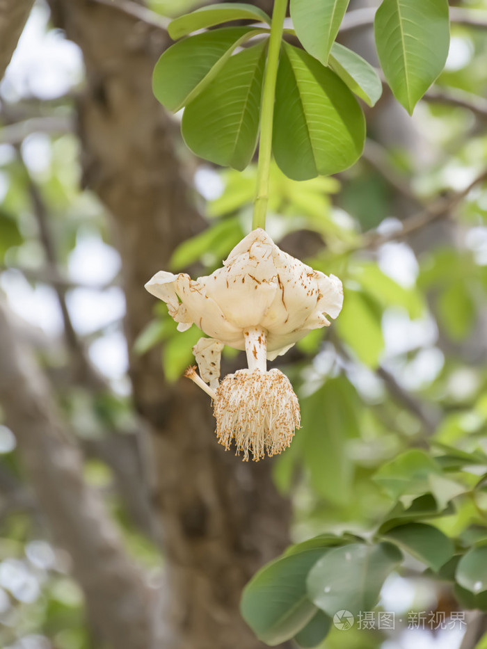 白猴面包树花 (猴面包树属) 雨季