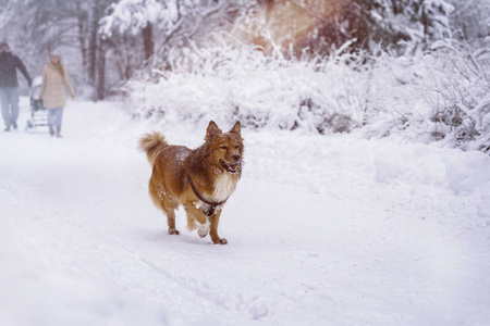 家庭和狗一起走在冬季公园与雪