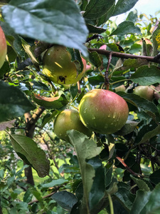 苹果在夏天成熟于树上。有机食品。样式顶部视图组对象