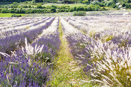 在普罗旺斯，法国的 valensole 附近的薰衣草田