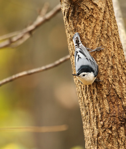 白胸五子雀 sitta carolinensis