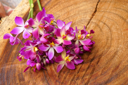 在木头上的紫色兰花 spathoglottis