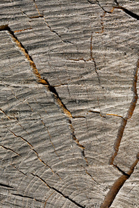 古老的木材纹理与自然图案。老树的横截面。木材的纹理。自然背景