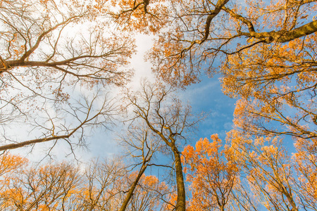 秋树仰望, 柔和的阳光和蓝天
