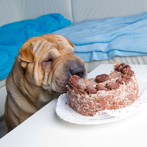 沙皮犬与蛋糕