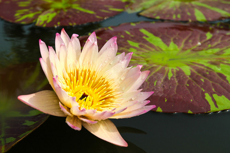 睡莲或池塘中的莲花