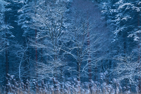 雪冬林图片