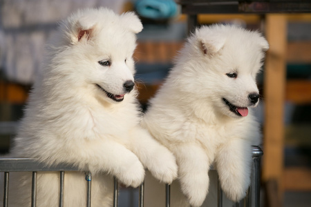 可爱萌宠萨摩耶图片