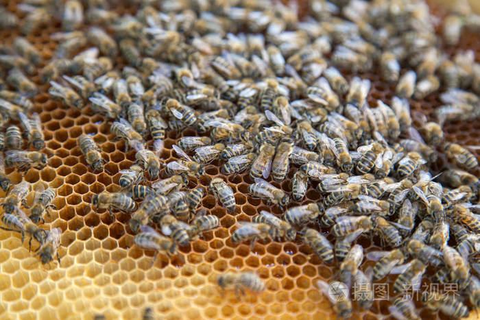 关闭蜂窝上的工作蜂的视图 蜜蜂蜂蜜收集的美丽的黄色蜂窝刚刚采取从蜂巢照片 正版商用图片09k7lp 摄图新视界