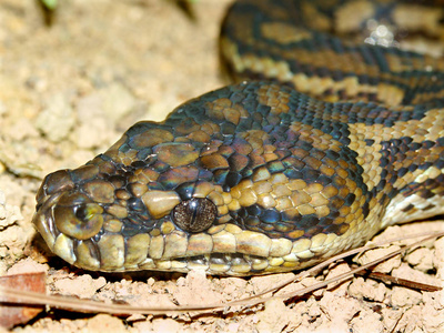 动物澳大利亚蛇图片